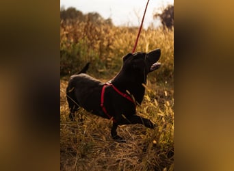 Blacky Aron ♥️ so verschmuster & verspielter Rüde