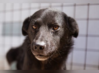 Black-Beau ♥ Sasha ♥ noch schüchtern - verständlich - aber herzlich