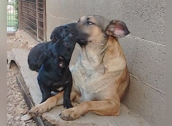 liebenswerter LINO❤️zutraulich, sozial & aufgeschlossen