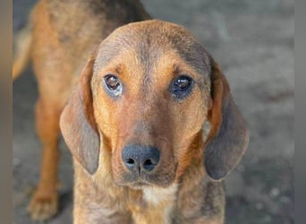 Reina in 01640 Coswig