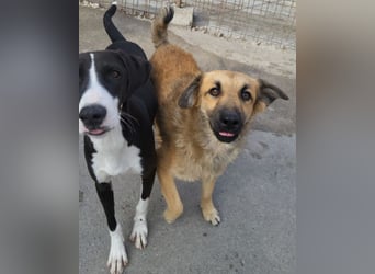 Ben ❤️ schmusiger, schüchterner Hundebub