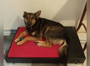 Fibi - eine sanfte Fellnase mit Charakter