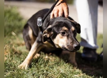 Terrier-Mix LISA❤️sanft, freundlich, lieb und sehr menschenbezogen