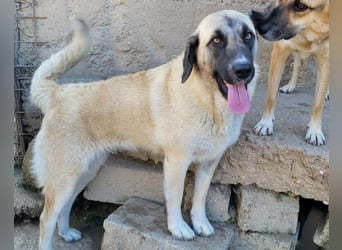 Sofia ♥️ liebe und aktive HSH-Mix-Junghündin