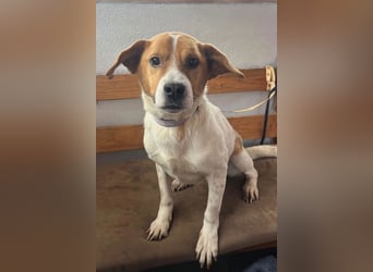 Sony ❤️ Familienhund mit großem Herzen