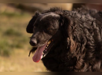 Norman - ein rundum toller Rüde