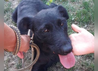Traumhündin Ebony ❤️ verträglich, lieb, offen!