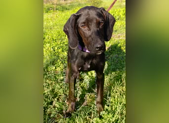 Luna ❤️ fröhliches, aktives Hundemädchen