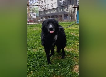 Nox ❤️ liebevoller Kämpfer auf 3-Beinen