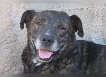 Ebelin ❤️ so herzensguter Familienhund!