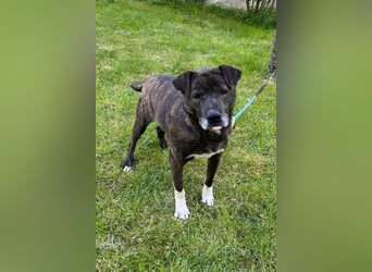 Ebelin ❤️ so herzensguter Familienhund!