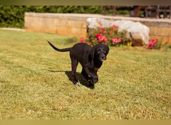 Cosmo - junger charmanter Schäfi-Mix-Bub