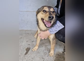 freundliche, liebevolle Mix-Hundedame Lizzy
