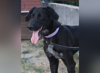 Xena - lebensfrohe, aktive, liebe Hündin