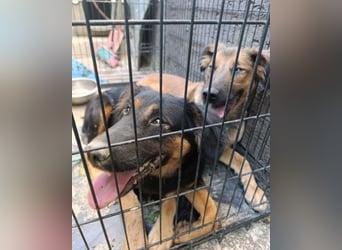 Kleine, schüchterne Vaiana = sucht Liebe und Treue