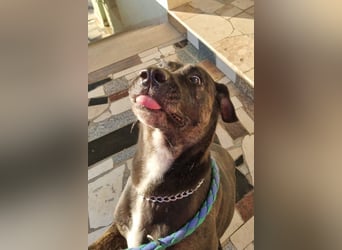 Goldige ♥ Godina ♥ kinderliebe, soziale Hündin