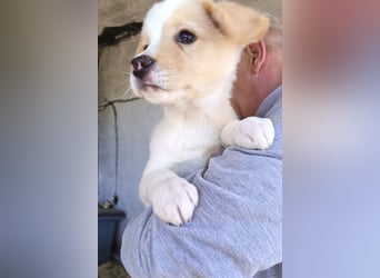 Engelchen ♥ Elfie ♥ zarte, lebensfrohe, neugierige Welpin