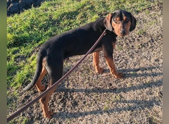 Ruhiger Jimmy ❤️ sucht liebesvolles Zuhause