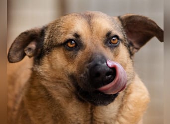 Good-Boy LINO❤️zutraulich, sozial & aufgeschlossen