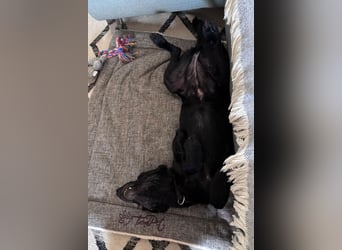 Ebony ❤️ wartet in 51469 Bergisch Gladbach auf dich