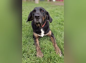 Leo ❤️ wartet in 84524 Neuötting auf dich