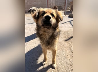 Ben ❤️ schmusiger, schüchterner Hundebub