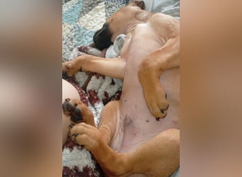 Welpenbub ♥Mika♥ katzenfreundlicher rundum toller Schatz