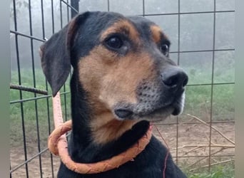 Jasco ❤️ neugierig, lebhaft & verspielt