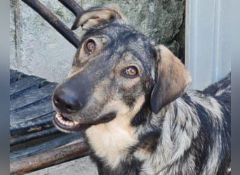 Mili-HSH-Rüde: braucht Liebe & Vertrauen