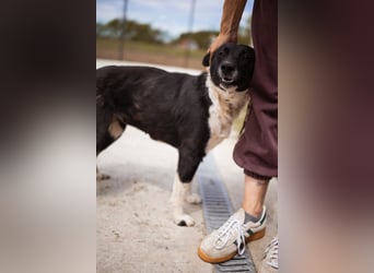 Soki ❤️ schmusige, liebe, neugierige Maus