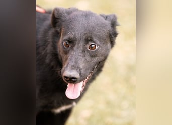 CHUNA❤️freundliche, neugierige & absolut liebenswerte Schmusepfote