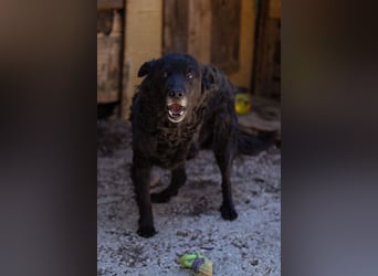 Nox ❤️ liebevoller Kämpfer auf 3-Beinen