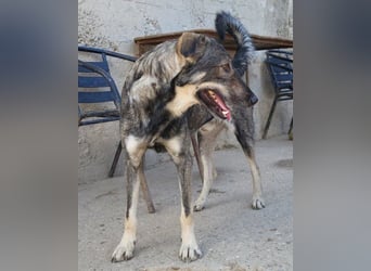 Mili-HSH-Rüde: braucht Liebe & Vertrauen