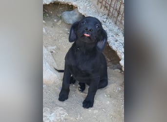Knutschkugel GRACIE❤️zauberhaftes Fellschnute sucht ihr Zuhause fürs Leben