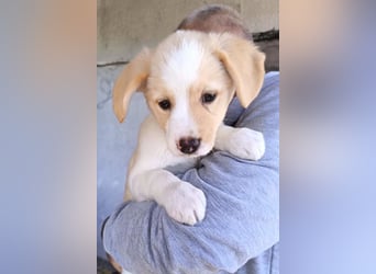 Engelchen ♥ Elfie ♥ zarte, lebensfrohe, neugierige Welpin