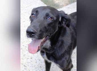 Xena - lebensfrohe, aktive, liebe Hündin