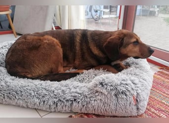 Reina in 01640 Coswig