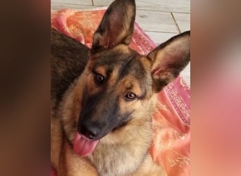 Liebevolles Fellnäschen Bebo -  liebt jeden, ob Mensch, Hund oder Katze