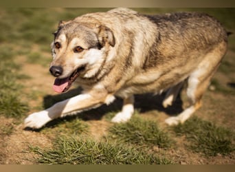 Schöne ♥Sibilla♥ sanft und freundlich