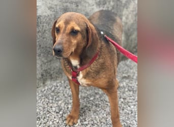 Reina in 01640 Coswig