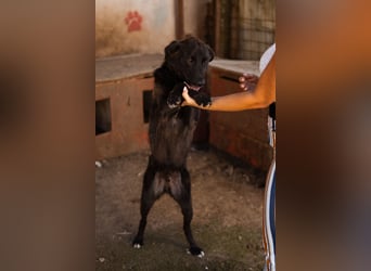 SHADOW❤️freundlicher, sanfter, treuer Familienhund