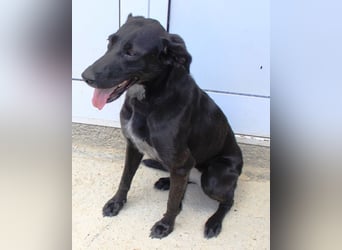 Xena - lebensfrohe, aktive, liebe Hündin