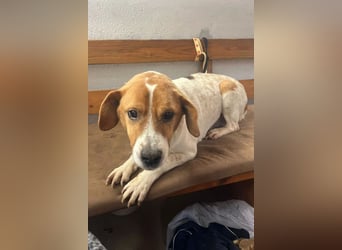 Sony ❤️ Familienhund mit großem Herzen
