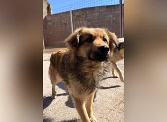 Ben ❤️ schmusiger, schüchterner Hundebub