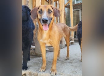 Sanfter Rüde ♥Amigo♥ erwartet dich bereits in 74749 Rosenberg
