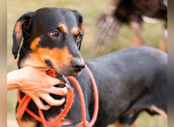 Lieber, aufgeschlossener Bliss ❤️ sucht sein neues Zuhause