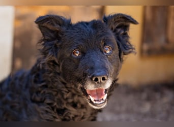 Nox ❤️ liebevoller Kämpfer auf 3-Beinen