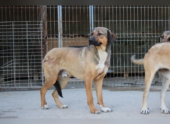 Jungrüde ♥Demy♥ noch unsicher, aber eine liebe soziale Seele