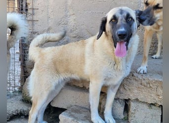 Sofia ♥️ liebe und aktive HSH-Mix-Junghündin