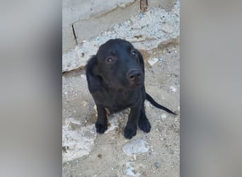 Knutschkugel GRACIE❤️zauberhaftes Fellschnute sucht ihr Zuhause fürs Leben